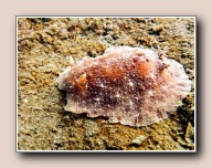 Geitodoris planata, Scharendijke, Nederland, mei 2005